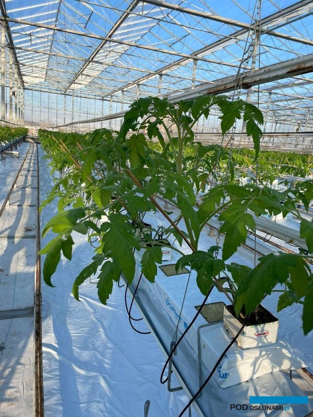 Dwupędowa, szczepiona rozsada pomidorów w szklarni (sezon 2023/2024) MSowa