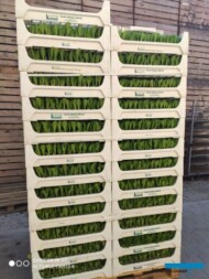 Rozsada kapusty pekińskiej (Bilko) gotowa do wysyłki do klienta (fot. GPR Krasoń)