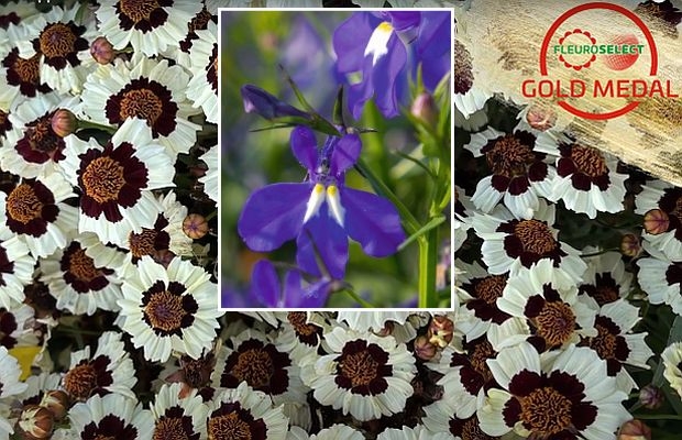 Fleuroselect Gold Medal Winners 2025_fot. Fleuroselect