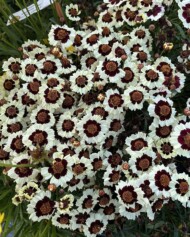 Coreopsis tinctoria Corusco Cream-Red (fot. Fleuroselect)