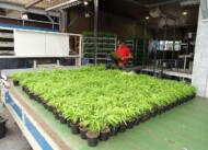 Plant Select_Stół buforowy_fargezje_fot. A-Cecot