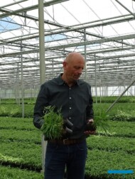 Feico Smit - menedżer ds. rozwoju biznesu w przedsiębiorstwie Plant Select prezentuje fargezje w doniczkach 9-centymetrowych (fot. A. Cecot)