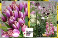 FlowerBulbs 2024_fot. A-Cecot