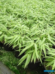 Fargesia_Uprawa w doniczkach_PlantSelect_fot. A-Cecot