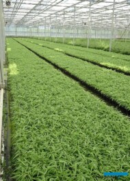 Fargesia Plant Select_fot. A-Cecot