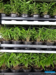 Fargesia_Plant Select_fot. A-Cecot