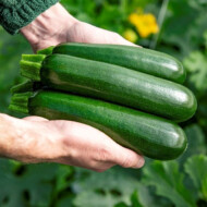 Cukinia Frutastic z hodowli Gautier Semences