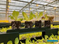 Rozsada różnych odmian sałaty w kostkach tofrowych (fot. GPR. Krasoń)