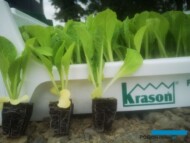 Rozsada kapusty pekińskiej (Bilko), fot. GPR Krasoń