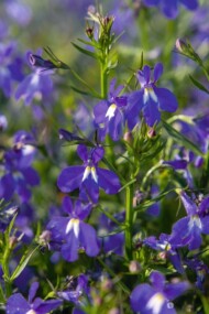Lobelia erinus F1 Masterpiece Blue with Eye (fot. Fleuroselect)