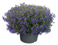 Lobelia erinus F1 Masterpiece Blue with Eye ma zwarty pokrój (fot. Fleuroselect)