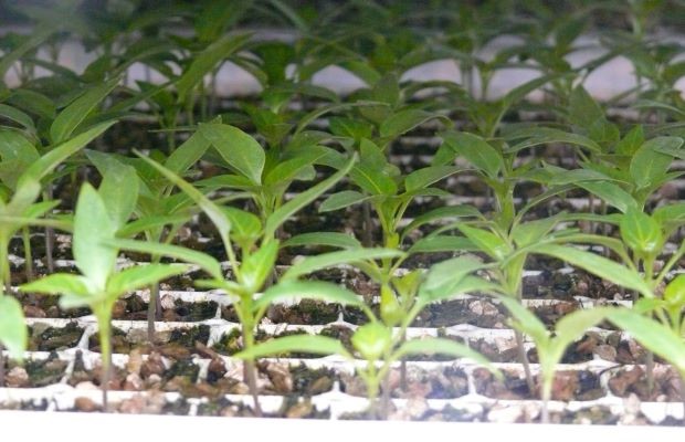 Pikówka papryki - AW