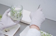 PlantSelect-inVitro_fargesia_fot. plant select