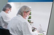 Dzielenie roślin rozmnażanych w laboratorium kultur tkankowych firmy Plant Select