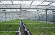 PlantSelect-rosliny z inVitro_aklimatyzacja fargezji w obiektach uprawowych_fot. PlantSelect