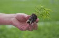 PlantSelect-fargesia z inVitro-w koreczku torfowym_m_fot. PlantSelect