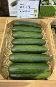 Ogórek Yekta