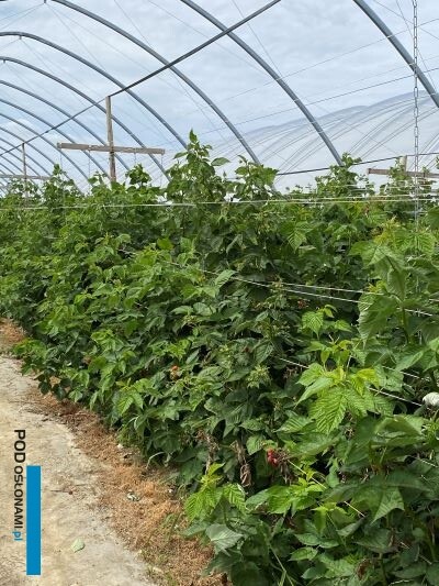 W ostatnich sezonach wzrosły koszty zakładania plantacji maliny w tunelach DŁB