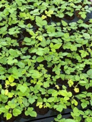 Produkcja sadzonek maliny w profesjonalnej szkółce DŁB