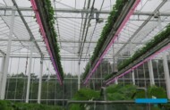 LED-owe doświetlanie truskawek
