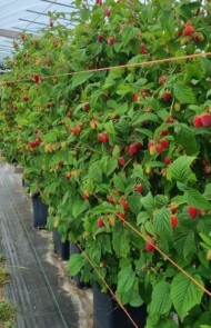 malina pod numerem 0658C5