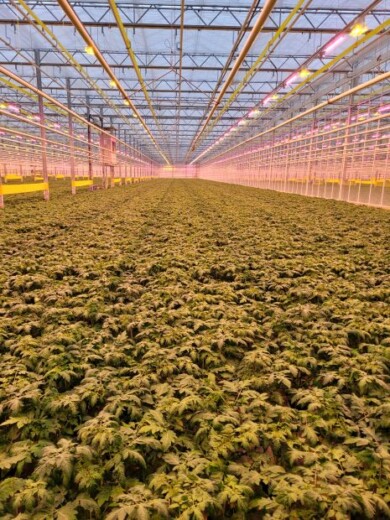 W nawach lampy HPS i Fluence VYPR 3p R8 są zawieszone naprzemiennie, w układzie szachownicy