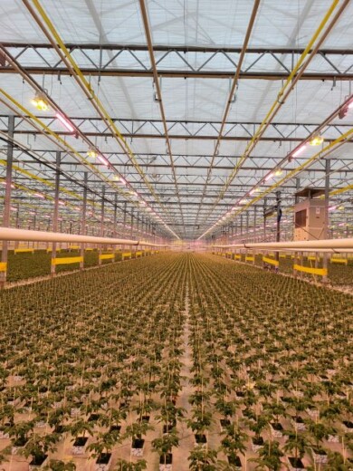 W nawach lampy HPS i Fluence VYPR 3p R8 są zawieszone naprzemiennie, w układzie szachownicy