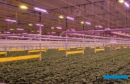 Produkcja rozsady w Złotowie, doświetlanie hybrydowe - moduły LED Fluence VYPR 3p R8 oraz lampy HPS