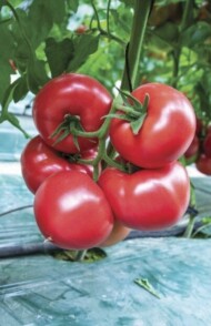 odmiana pomidora Area F1