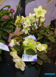 Helleborus Christmas Carol Compact (na 1. planie) i Christmas Carol Early_Syngenta Flowers_IPM Essen 2024_fot. A. Cecot