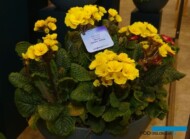 Primula elatior Merlin Golden Yellow_Syngenta Flowers_IPM Essen 2024_fot. A. Cecot