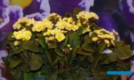 Primula elatior Merlin Lemon_Syngenta Flowers_IPM Essen 2024_fot. A. Cecot