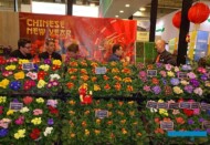 Ekspozycja przedsiębiorstwa Rudy Raes Bloemzaden, której motywem przewodnim był nowy pierwiosnek - Primula vulgaris Chinese New Year F1_IPM Essen 2024_fot. A. Cecot