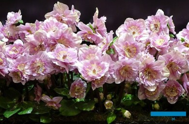 Ciemiernik (Helleborus) ze stoiska firmy Heuger - nowy mieszaniec z kolekcji HGC®, który przykuwał wzrok zwiedzających IPM Essen 2024 (fot. A. Cecot)