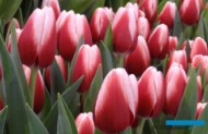 Tulipan_Timeless_fot. A-Cecot