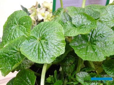 Eutrema japonicum ‘Hana Utogi’_wasabi_ _nowość_IPM Essen 2024_fot. A-Cecot