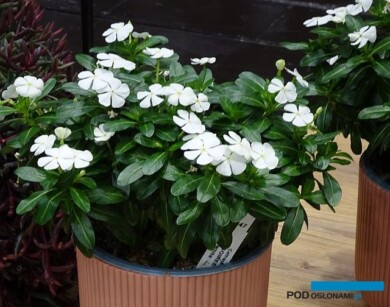 Catharanthus roseus Soirée® White _nowość_IPM Essen 2024_fot. A-Cecot