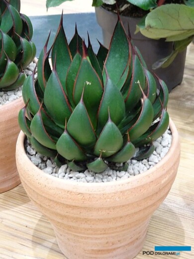 Mangave Mad about Mangave® ‘Praying Hands_nowość_IPM Essen 2024_fot. A-Cecot