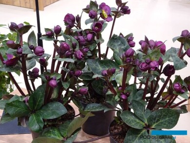 Helleborus FROSTKISS Vibey Velvet _nowość_IPM Essen 2024_fot. A-Cecot