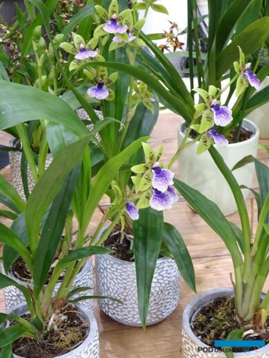 Zygopetalum ‘Oxygen Optimistic_nowość_IPM Essen 2024_fot. A-Cecot