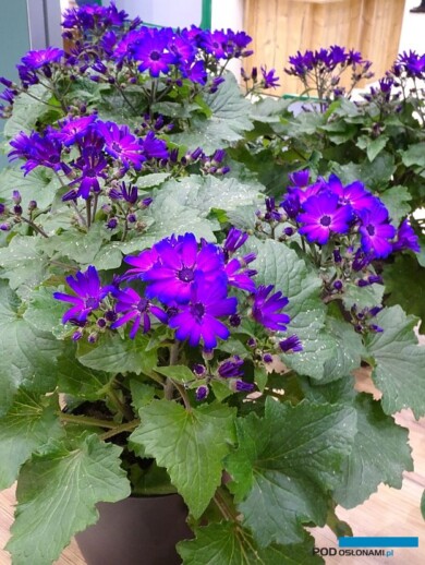 Pericallis cruentus Mandala® Plus Magic Purple_nowość_IPM Essen 2024_fot. A-Cecot