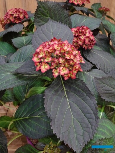 Hydrangea macrophylla First Editions® Eclipse_IPM Essen 2024_fot. A-Cecot