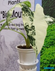 Alocasia 'Golden Beach' ze stoiska chińskiego przedsiębiorstwa Brighten_IPM Essen 2024_fot. A-Cecot