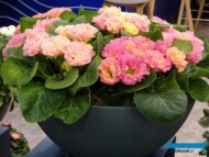 Primula vulgaris (syn. P. acaulis) ‘Candy Rose’_ Syngenta Flowers_IPM Essen 2024_fot. A. Cecot