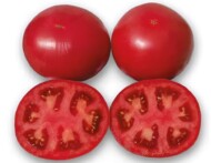 odmiana pomidora Finley F1