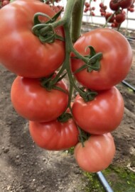 pomidor Nargiza RZ