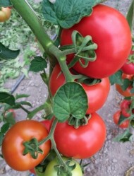 pomidor TG 9136