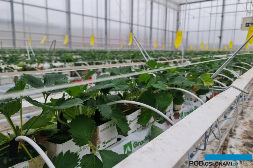 Uprawa truskawek w wełnie skalnej (fot. K. Lepaja)