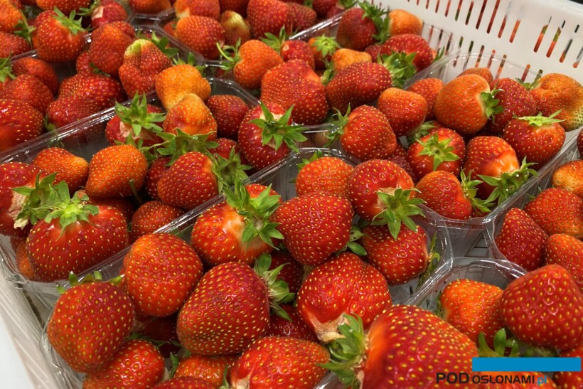 (fot. D. Łabanowska-Bury) truskawki