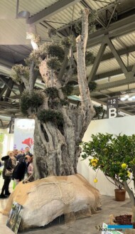Wiekowa oliwka była dużą atrakcją stoiska firmy Piante Larosa Giuseppe _Myplant-and-Garden2024_fot. A. Cecot